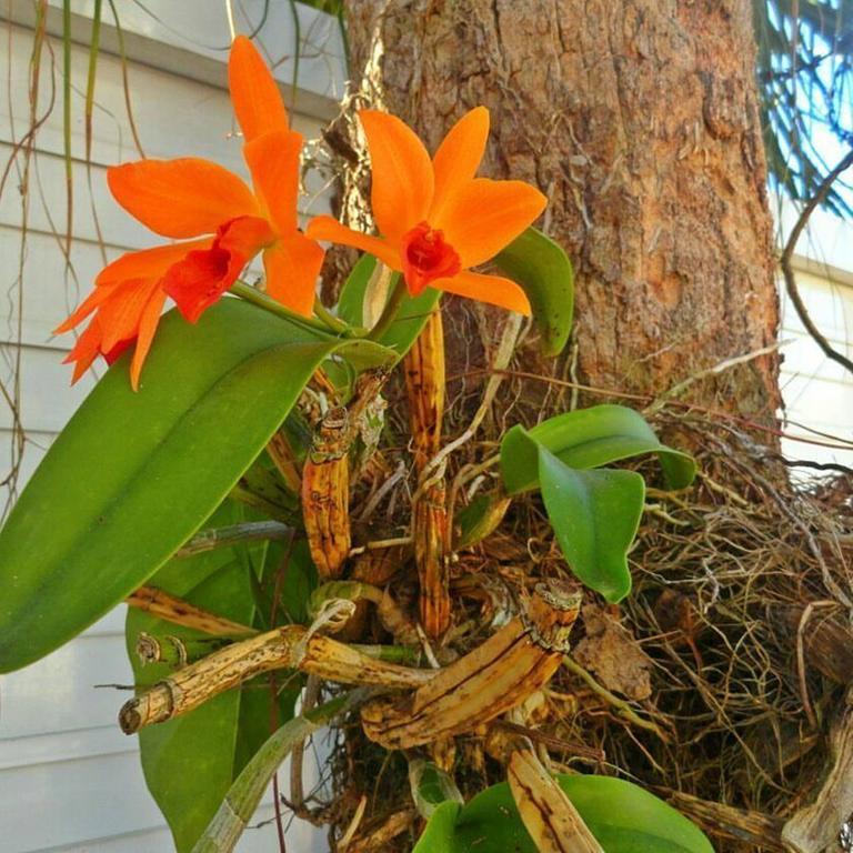 Pousada Orquideas Guarujá Esterno foto